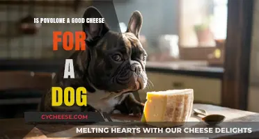 Can Dogs Eat Provolone? A Safe Cheese Option for Your Pet