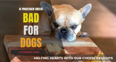 Cheese for Dogs: Processed Cheese's Negative Impact