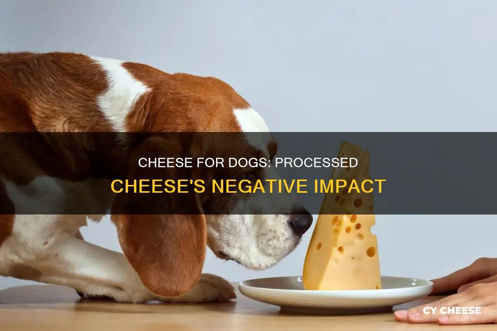 is processed cheese bad for dogs