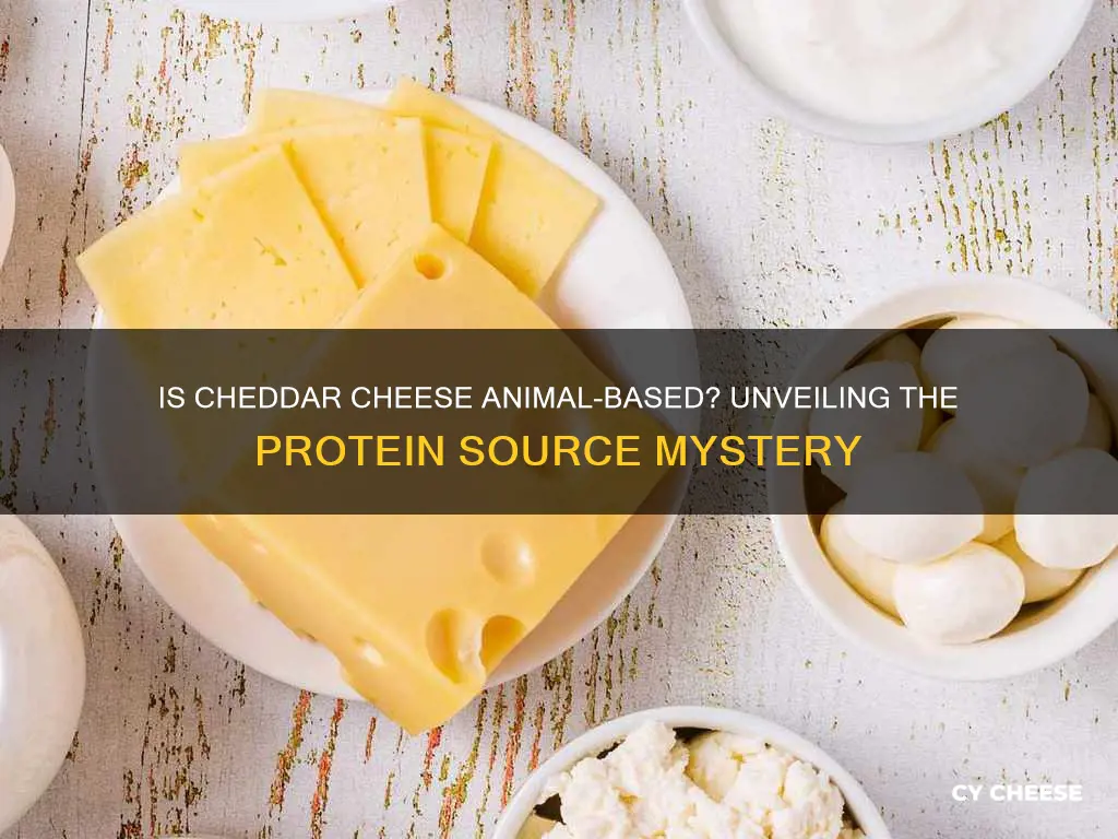 is protein from cheddar cheese animal or plant based