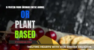 Cheddar Cheese Protein: Animal or Plant-Based?