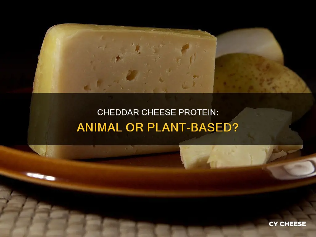is protein from cheddar cheese animal or plant based