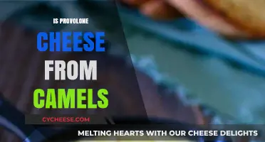 Is Provolone Cheese Made from Camels? Unraveling the Dairy Myth