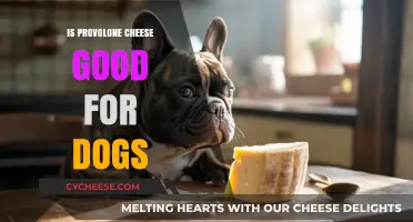 Can Dogs Eat Provolone Cheese? Benefits, Risks, and Safe Serving Tips