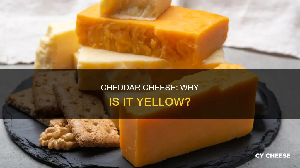 is real cheddar cheese yellow