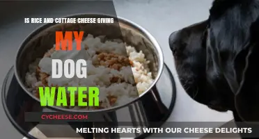 Rice and Cottage Cheese: Hydrating or Harmful for Your Dog?