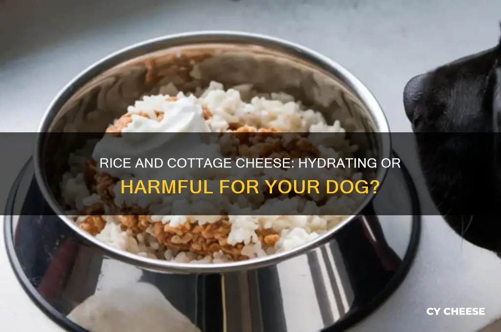 is rice and cottage cheese giving my dog water
