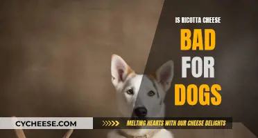 Can Dogs Eat Ricotta Cheese?