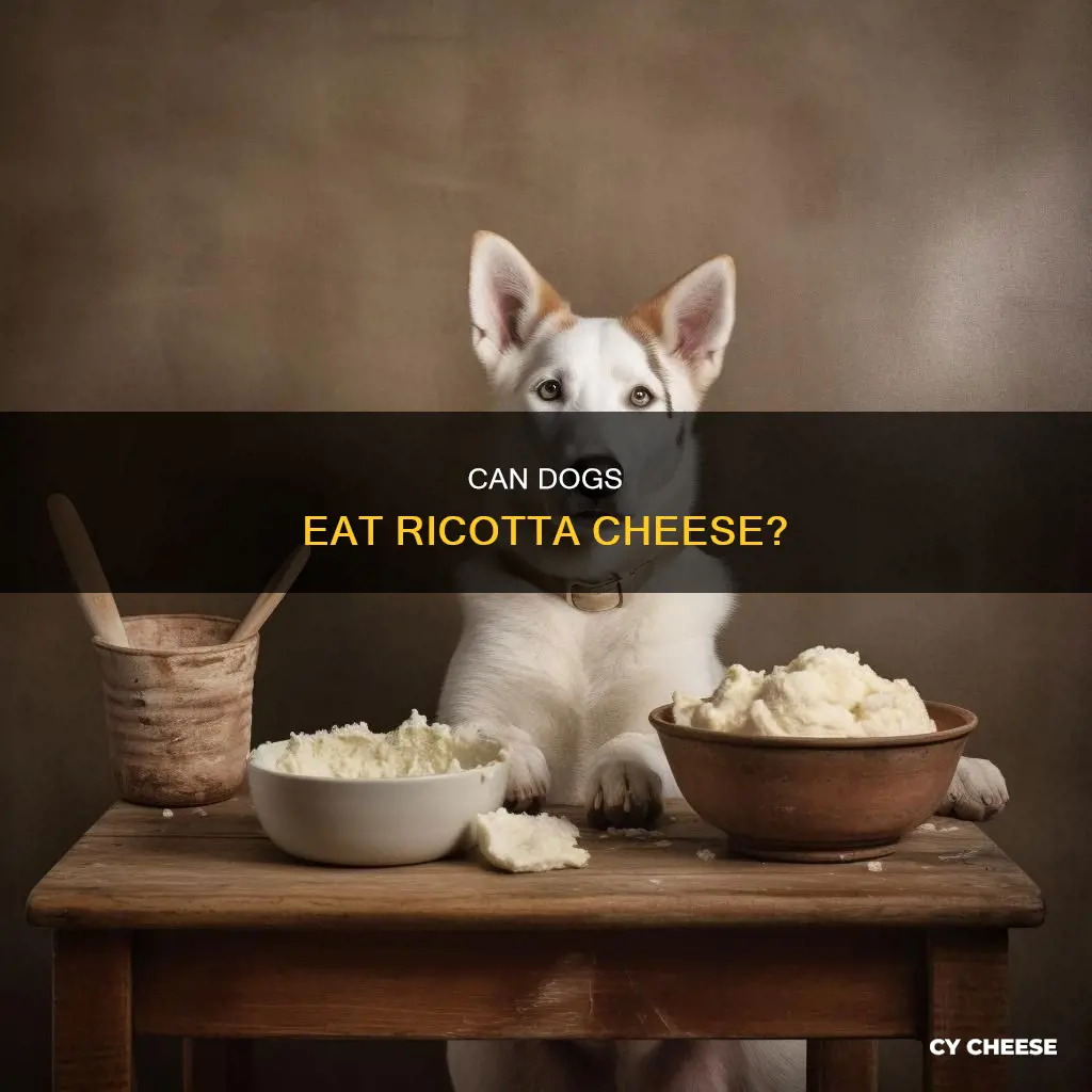 is ricotta cheese bad for dogs