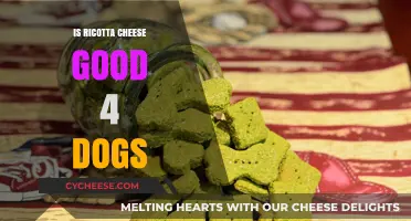 Can Dogs Eat Ricotta Cheese? Benefits, Risks, and Serving Tips