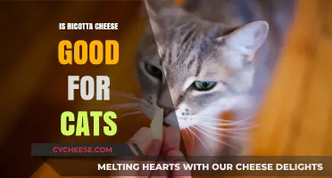 Is Ricotta Cheese Safe for Cats? A Feline Diet Guide
