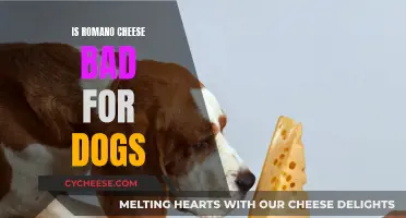 Romano Cheese: Safe Treat or Danger for Dogs?