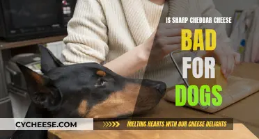 Can Dogs Safely Enjoy Sharp Cheddar Cheese?