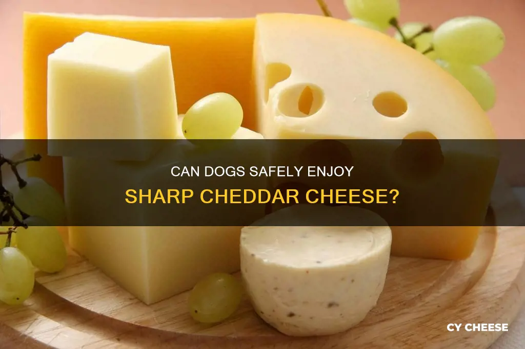 is sharp cheddar cheese bad for dogs