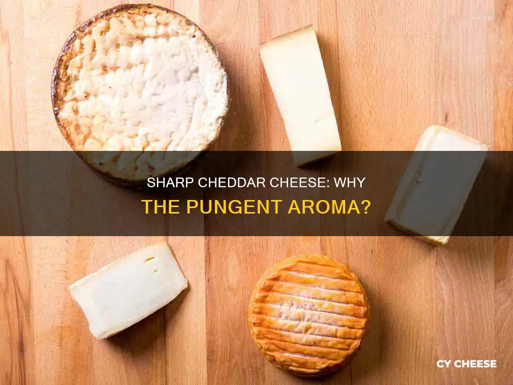 is sharp cheddar cheese supposed to smell bad