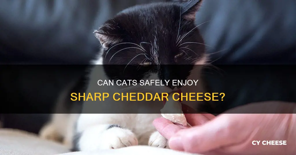 is sharp chedder cheese okay for cats