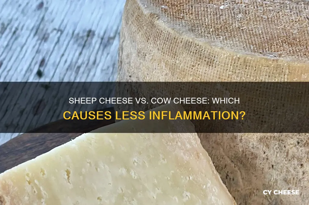 is sheep cheese less inlammatory than cow cheese
