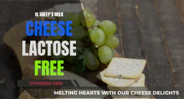 Sheep's Milk Cheese: Lactose-Free Superfood?