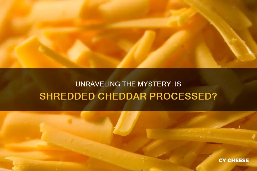 is shredded cheddar cheese processed