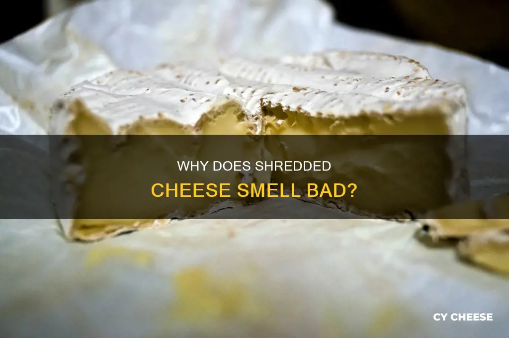 is shredded cheese bad if it smells