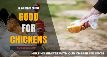 Shredded Cheese for Chickens: Benefits, Risks, and Feeding Tips