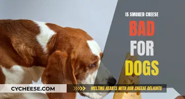 Can Dogs Eat Smoked Cheese?