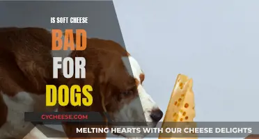 Soft Cheese: A Danger for Dogs?