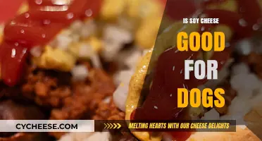 Is Soy Cheese Safe for Dogs? A Complete Guide for Pet Owners