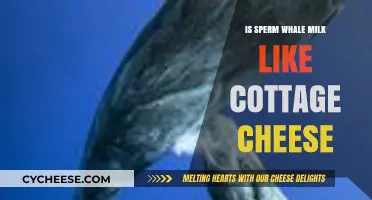 Is Sperm Whale Milk Like Cottage Cheese? Unraveling Marine Mammal Lactation