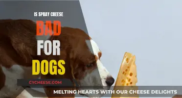 Spray Cheese: A Healthy Treat for Your Dog?