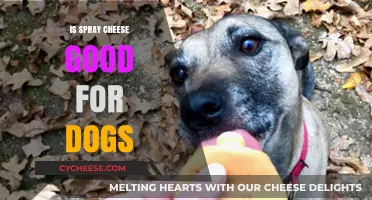 Can Dogs Eat Spray Cheese? Safety and Health Considerations