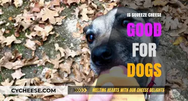 Can Dogs Eat Squeeze Cheese? Safety and Health Considerations