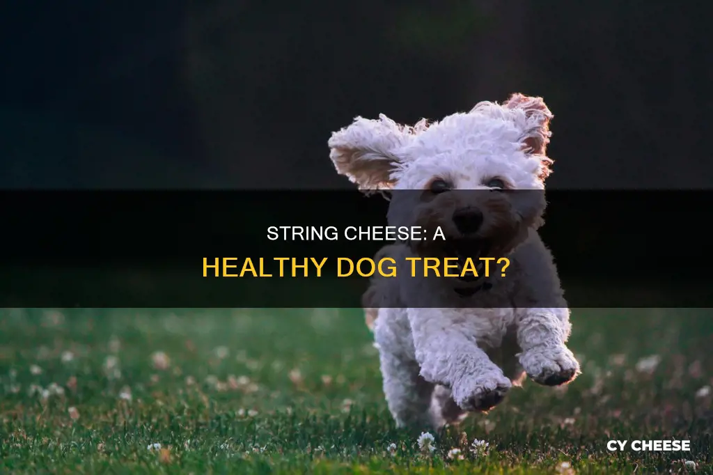 is string cheese bad for dogs