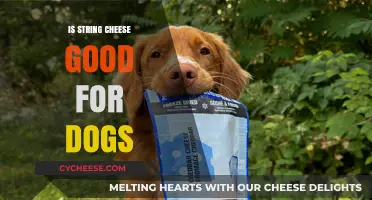 Can Dogs Eat String Cheese? A Vet-Approved Snack Guide