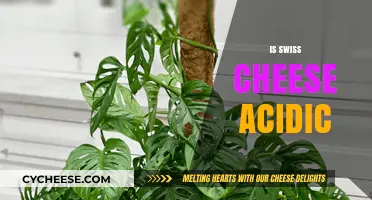 Swiss Cheese: Acidic or Not?