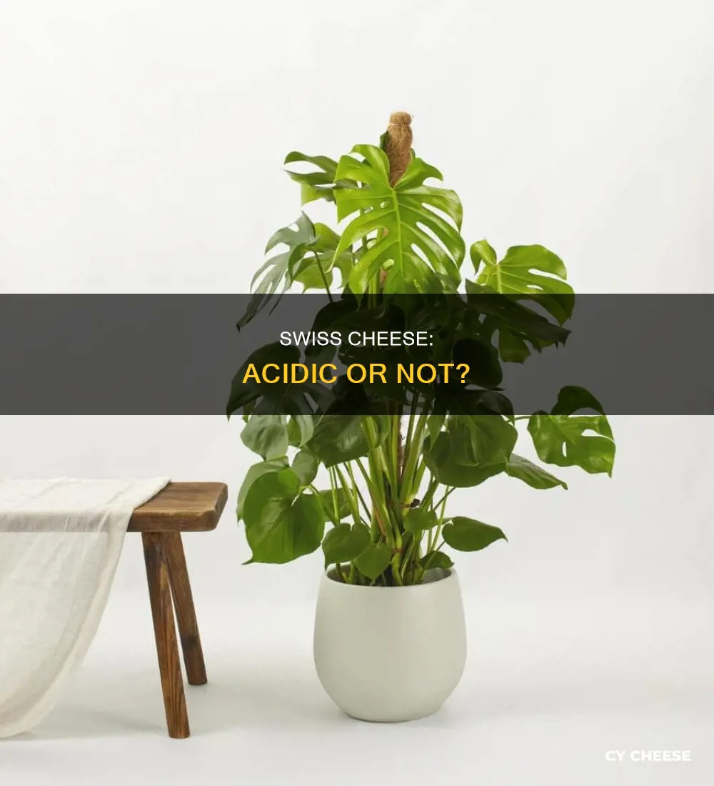 is swiss cheese acidic