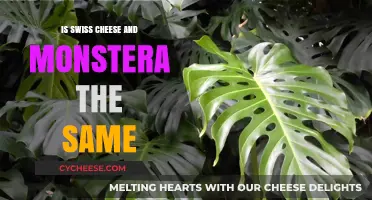 Swiss Cheese and Monstera: Similarities and Differences