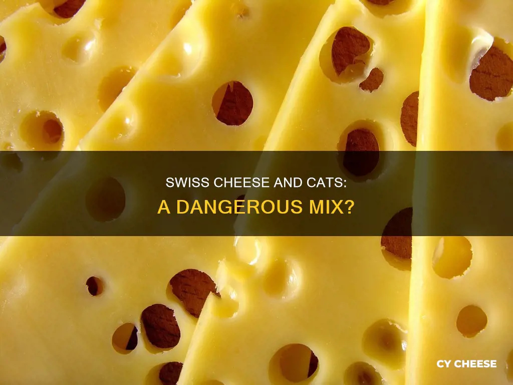 is swiss cheese bad for cats