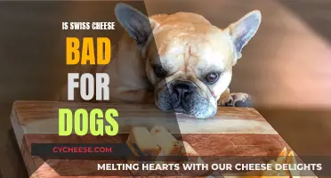 Swiss Cheese and Dogs: A Healthy Mix?
