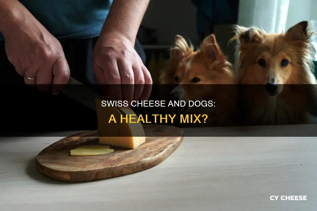 is swiss cheese bad for dogs