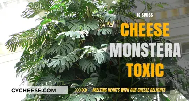 Swiss Cheese Monstera: Toxic or Not?