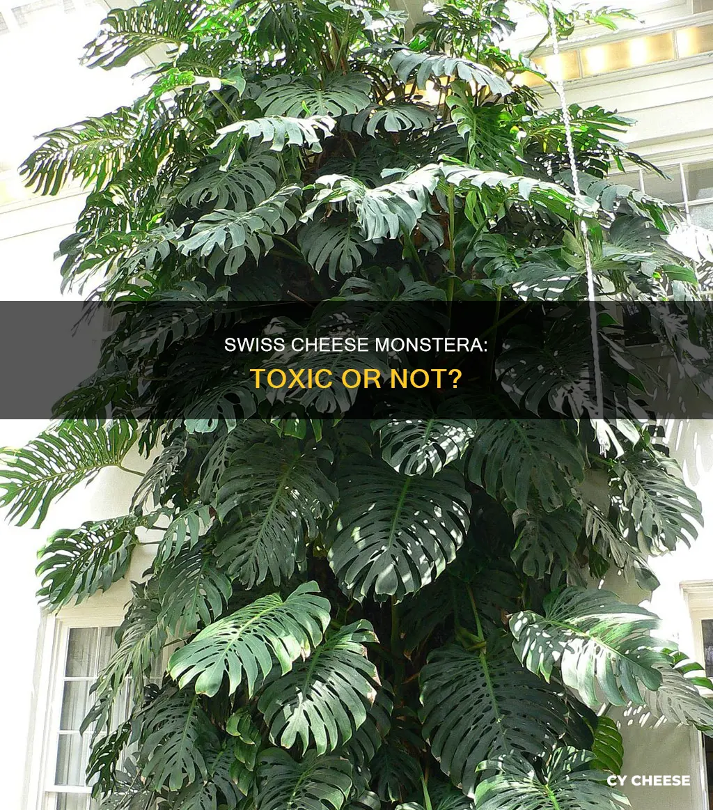 is swiss cheese monstera toxic