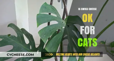 Swiss Cheese and Cats: A Safe Treat?