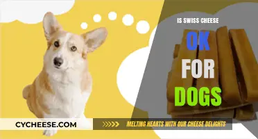 Swiss Cheese and Dogs: A Safe Treat?