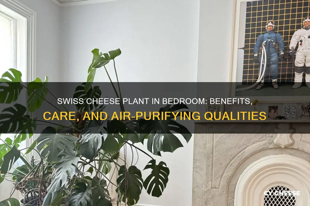 is swiss cheese plant good for bedroom
