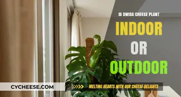The Swiss Cheese Plant: Indoor or Outdoor?