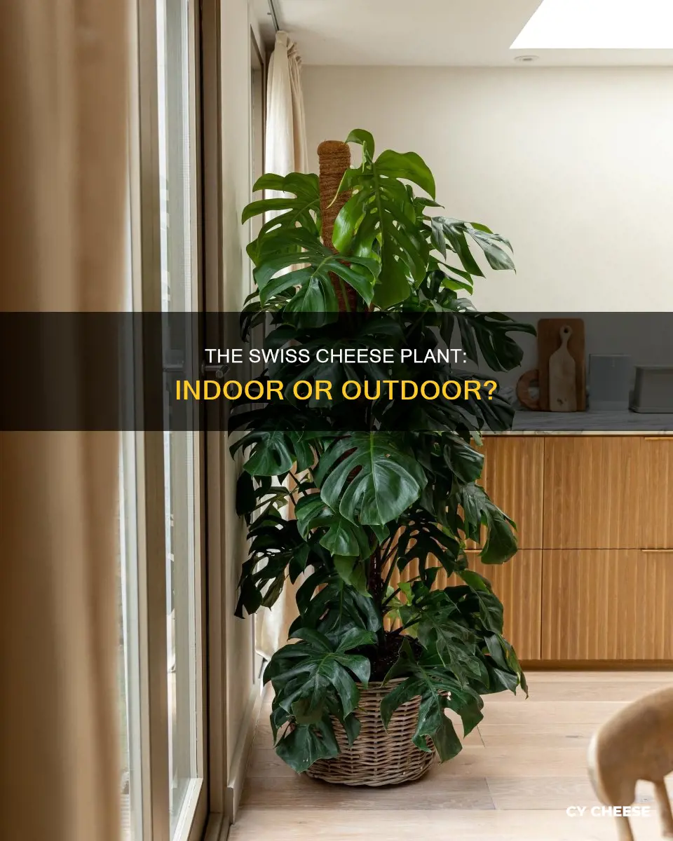 is swiss cheese plant indoor or outdoor