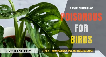 Swiss Cheese Plant: Safe or Toxic for Pet Birds?