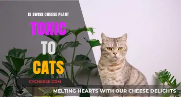 Swiss Cheese Plant: Toxic to Cats?
