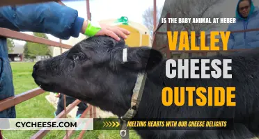 Is Heber Valley Cheese's Baby Animal Still Outdoors? Find Out!